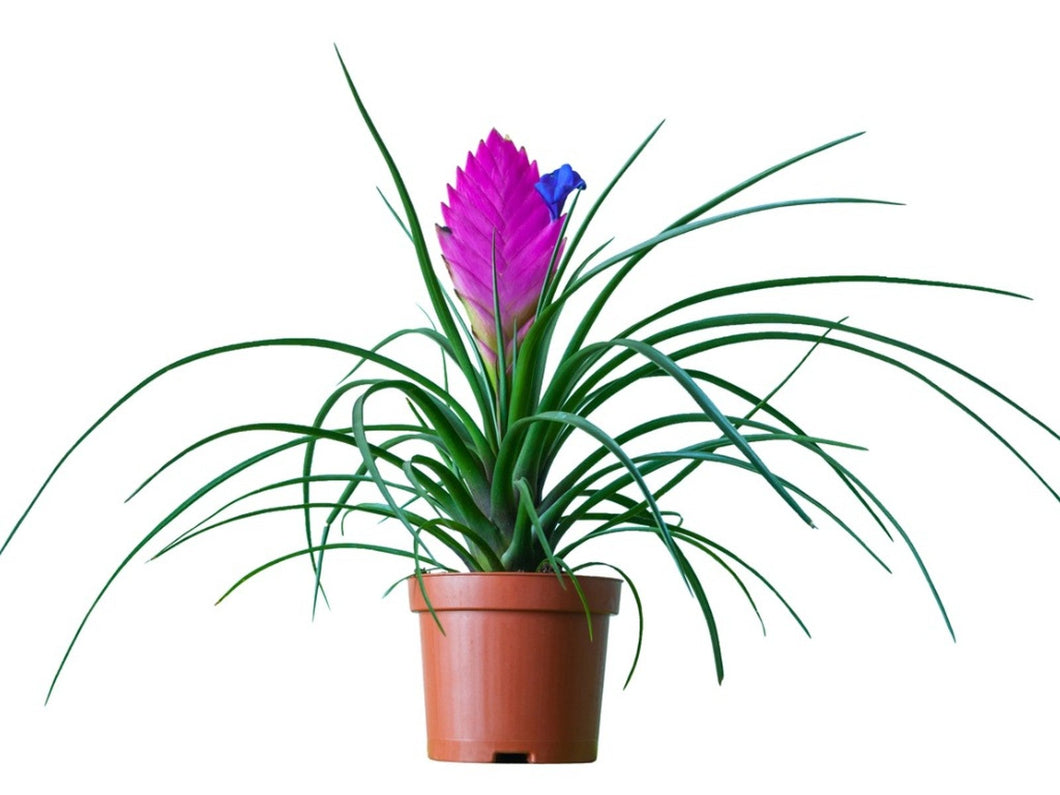 Pink Quill Plant