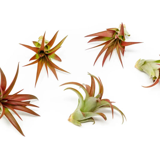 Tillandsia Red Abdita Air Plant