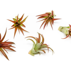 Tillandsia Red Abdita Air Plants