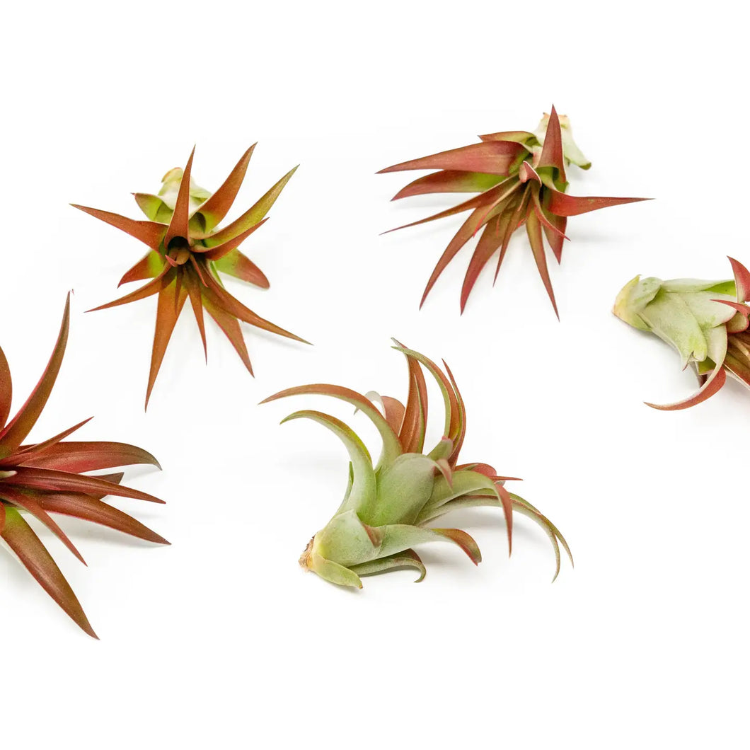 Tillandsia Red Abdita Air Plants