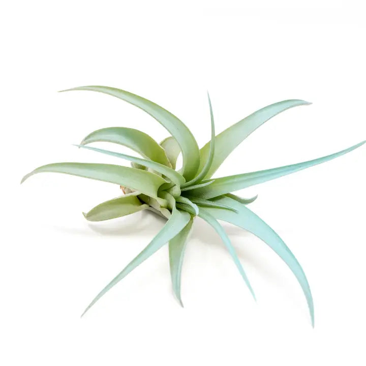 Tillandsia Brachycaulos Abdita Color Enhanced Air Plants