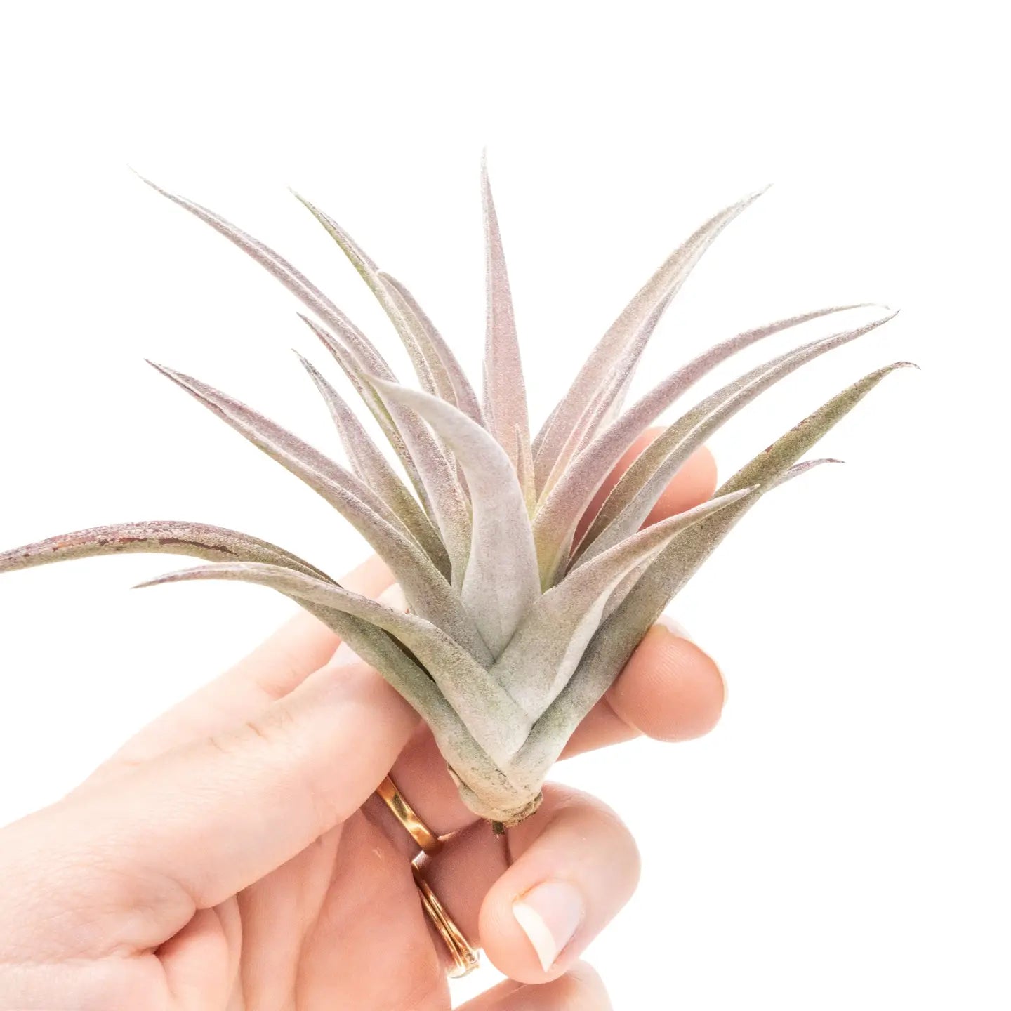 Tillandsia Harrisii Air Plants