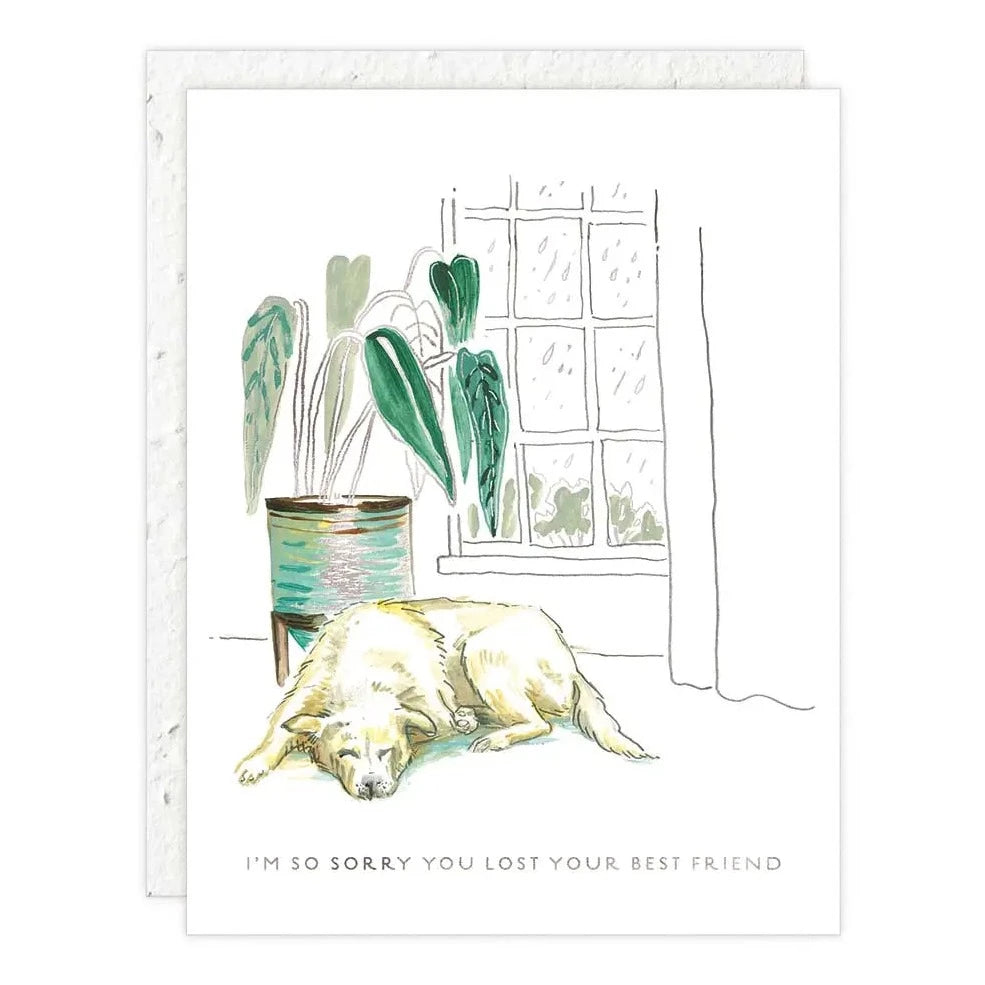 dog and plant in front of rainy window card