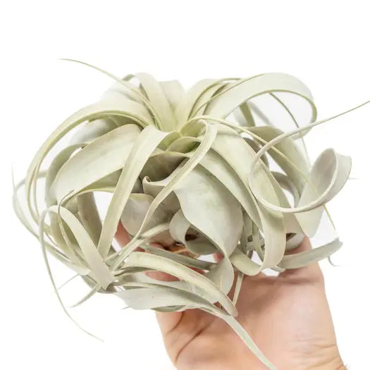 Tillandsia Xerographica Air Plant