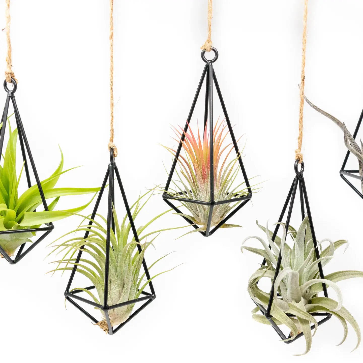 Hanging Metal Pendants with Tillandsia Air Plant