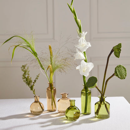Carlotta Budvase