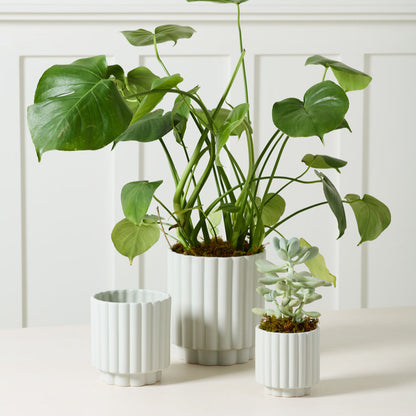 Carmen Pot
