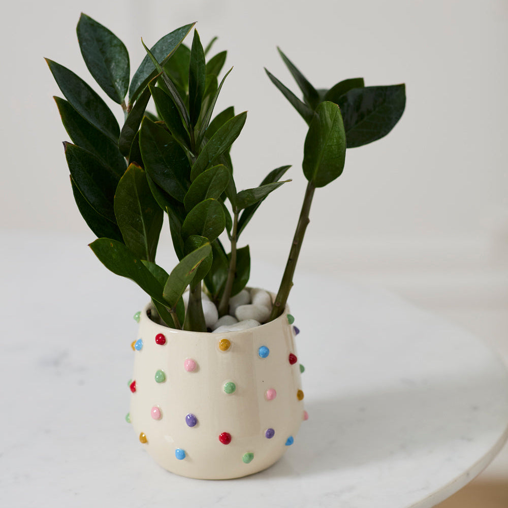 Color Dot Pot