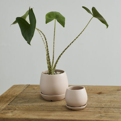 Dalton Pot w/ Saucer