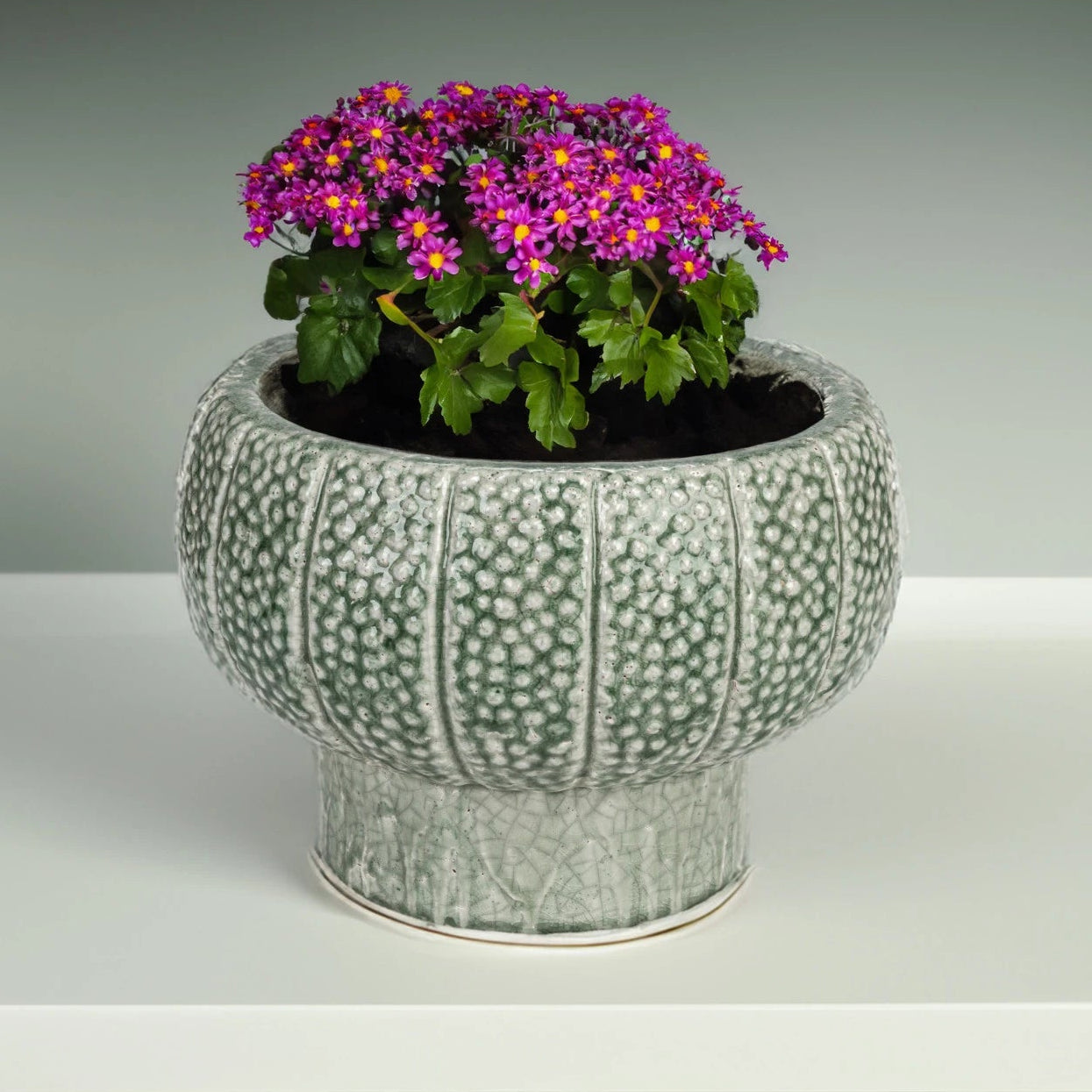 Botonist Embossed Footed Planter