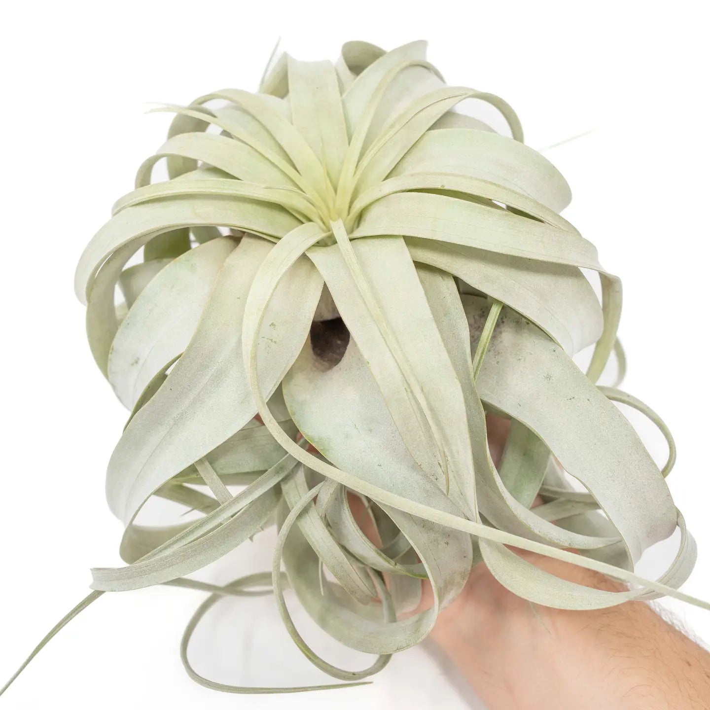 Tillandsia Xerographica Air Plant