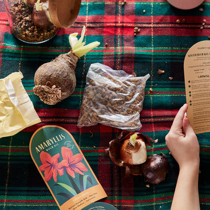 Winter Bulb Kit