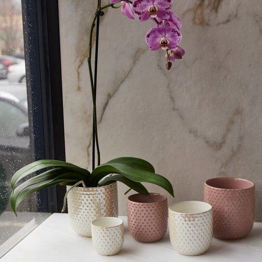 Everly Pot