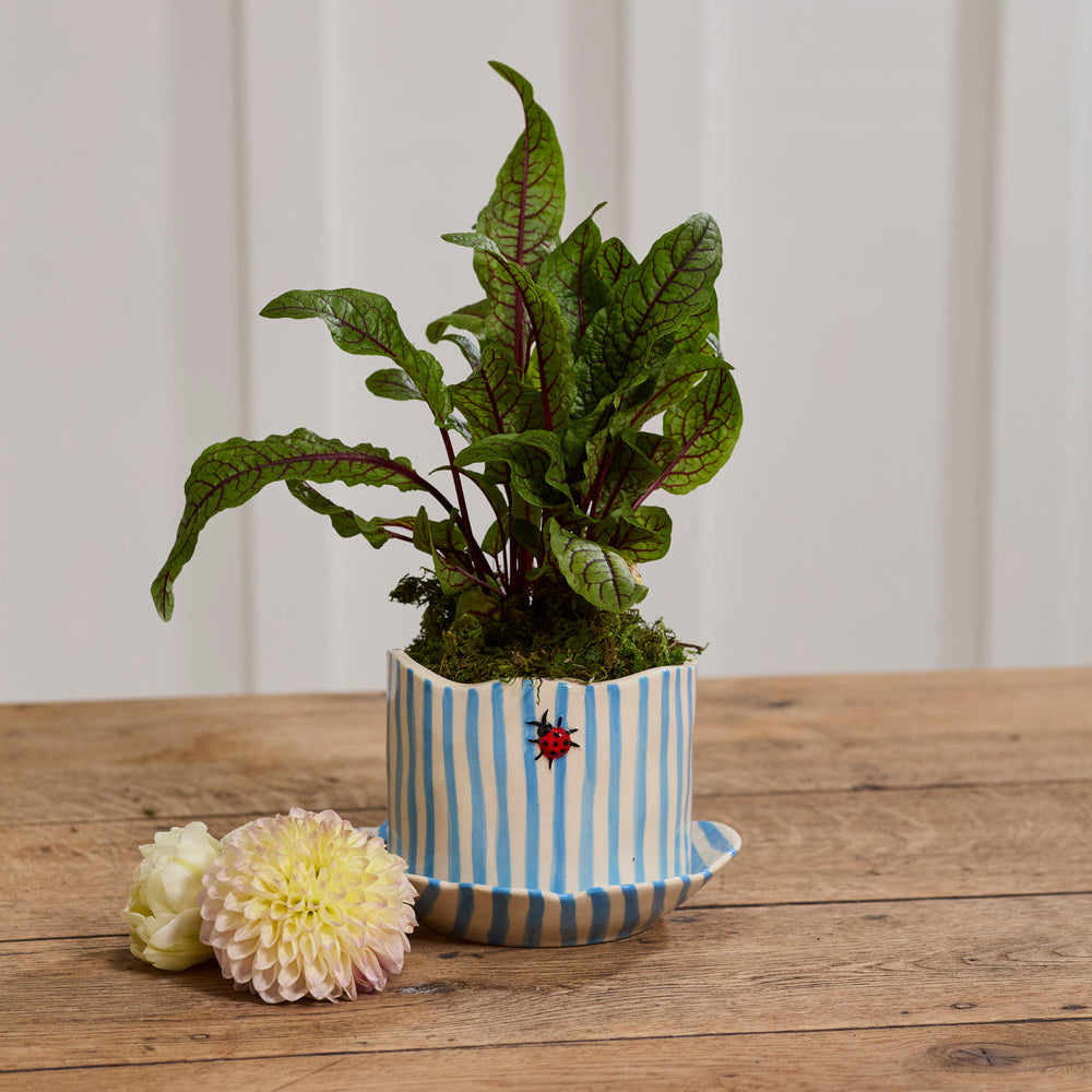 Ladybug Pot with Saucer