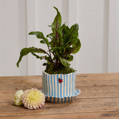 Ladybug Pot with Saucer