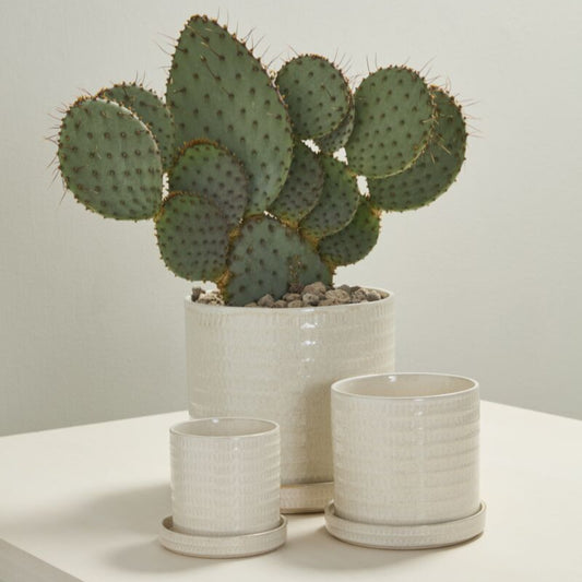 Morse Pot with Saucer