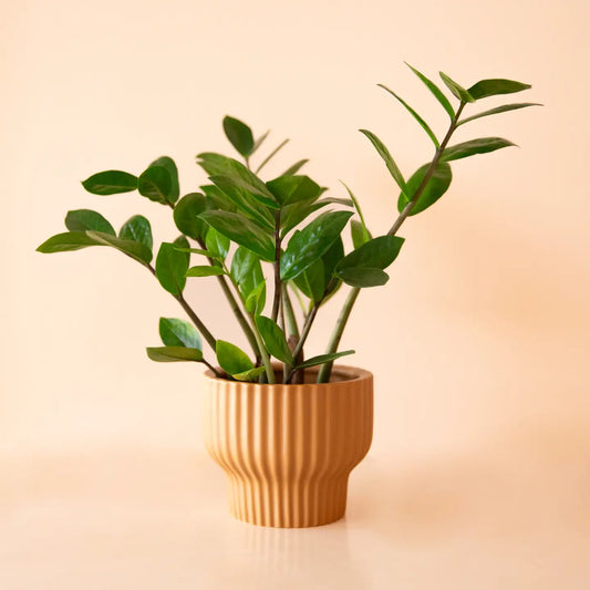 Presley Pedestal Pot - 4.5 Inch