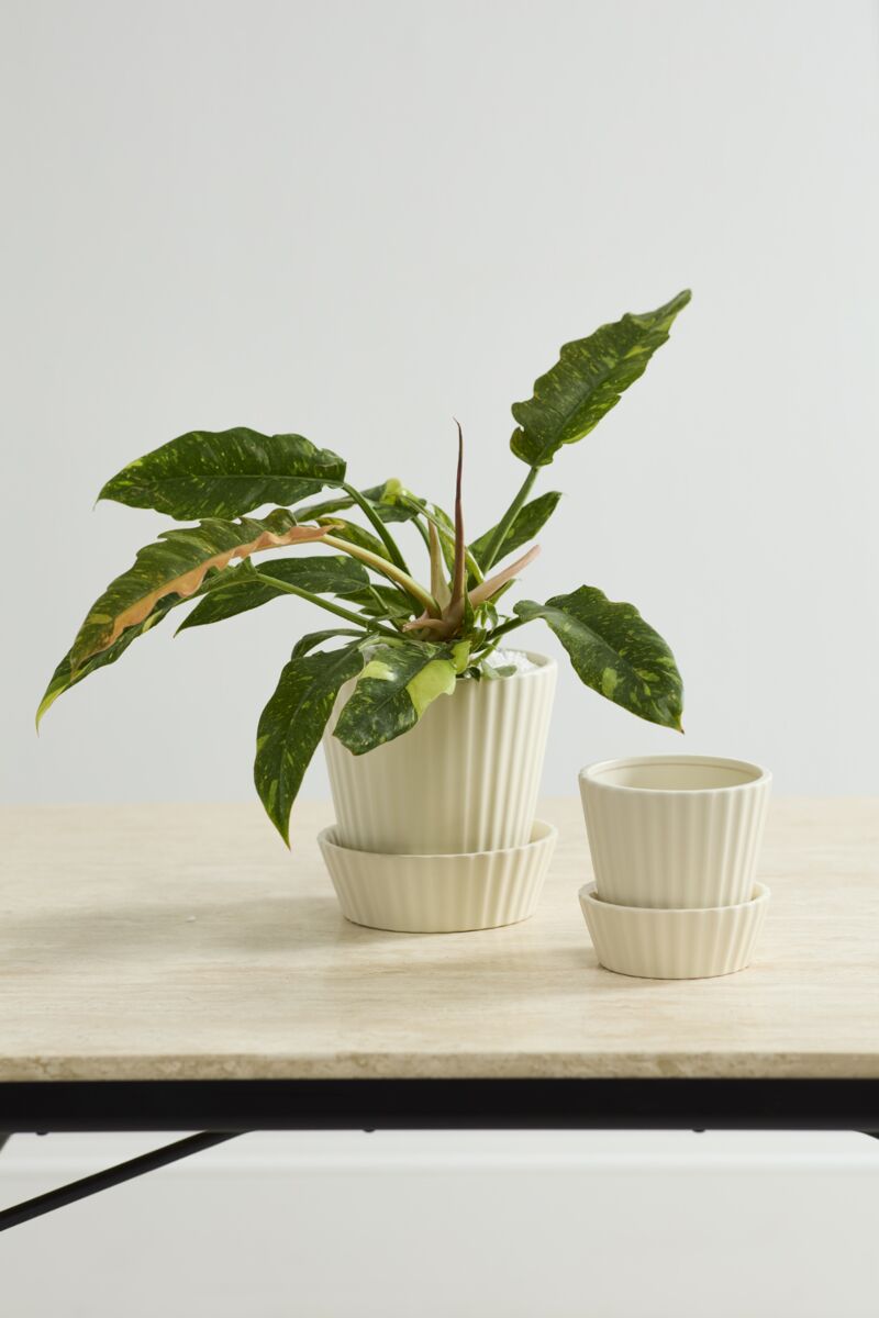 Quincy Pot w/ Saucer