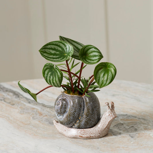 Snail Pot with Saucer