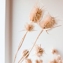 Load image into Gallery viewer, Dry Bar | Preserved Thistle
