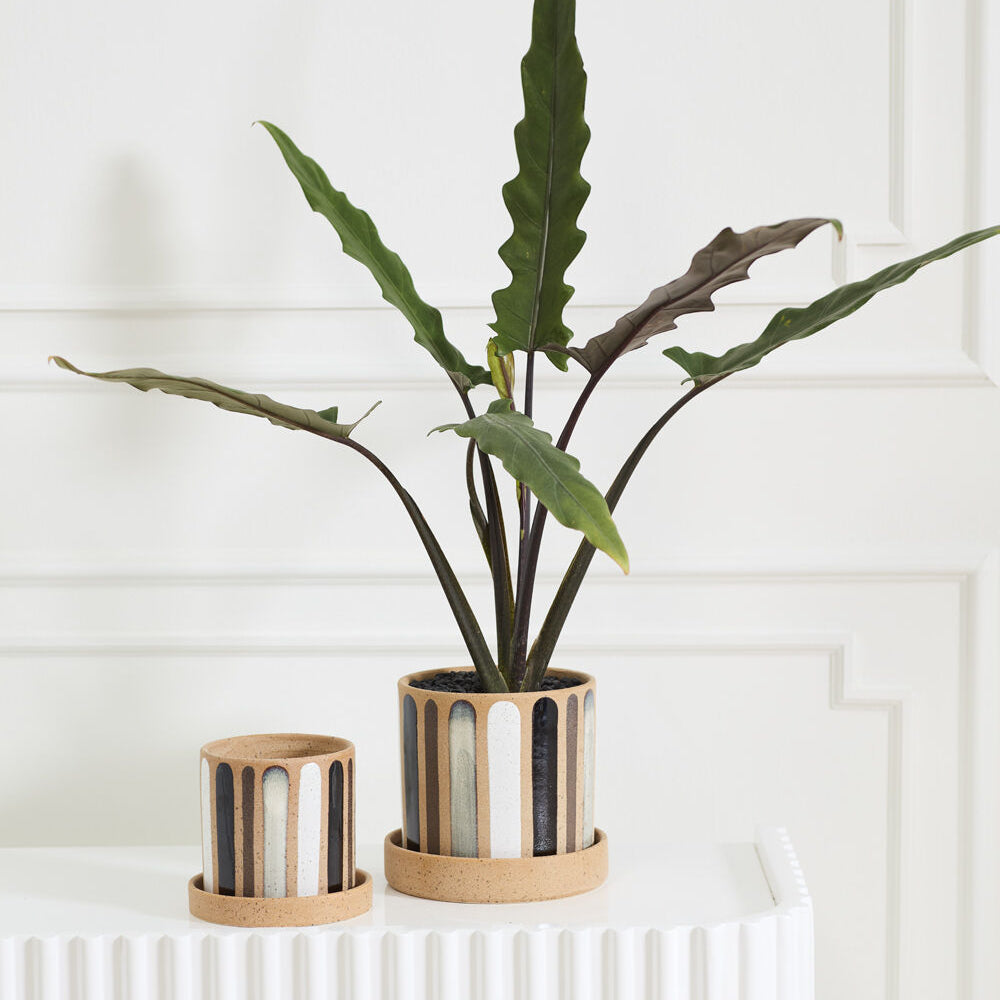 Truman Pot
