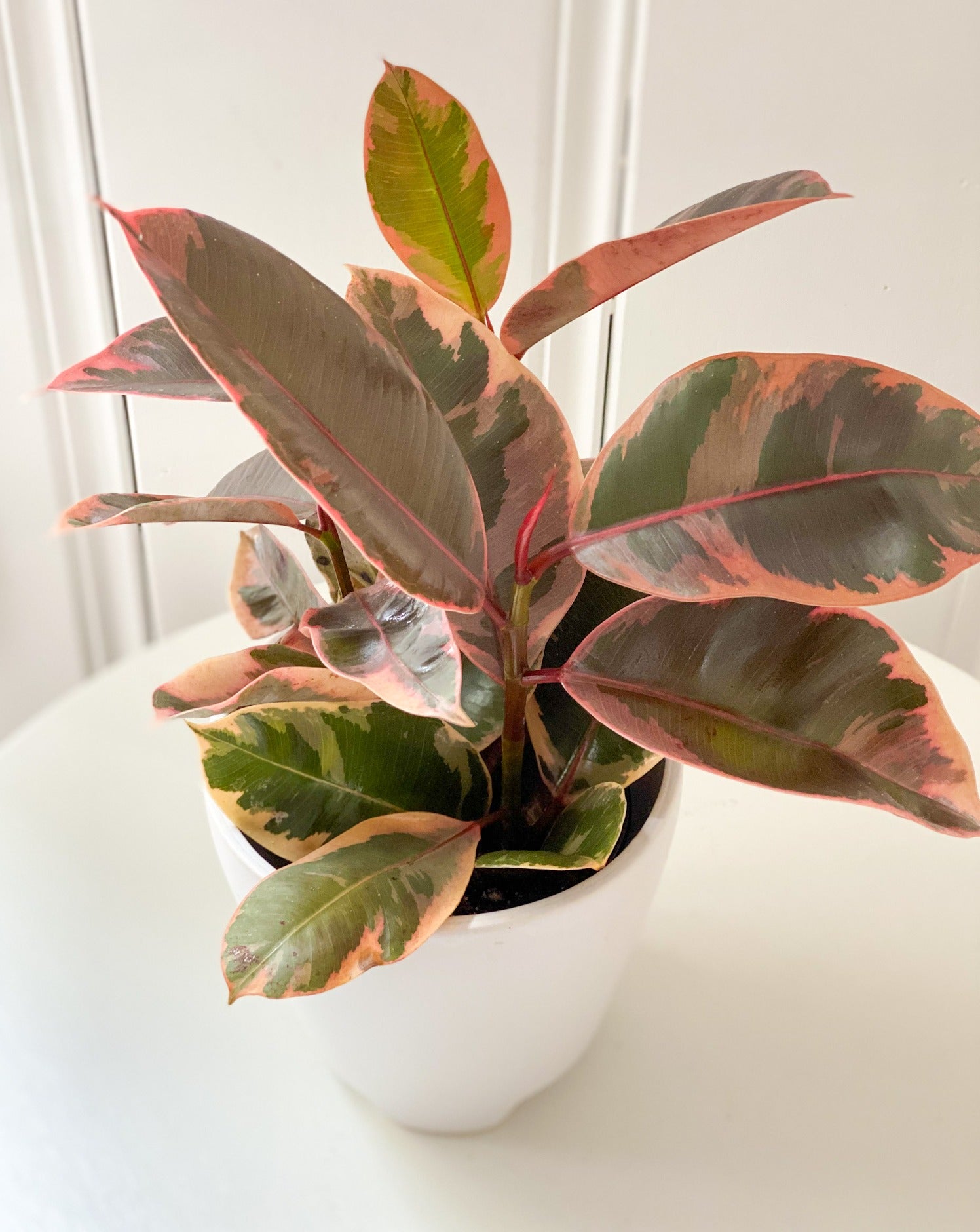 Rubber Tree Colour Variegated Rubber Tree - Ruby – Fiori and Fern