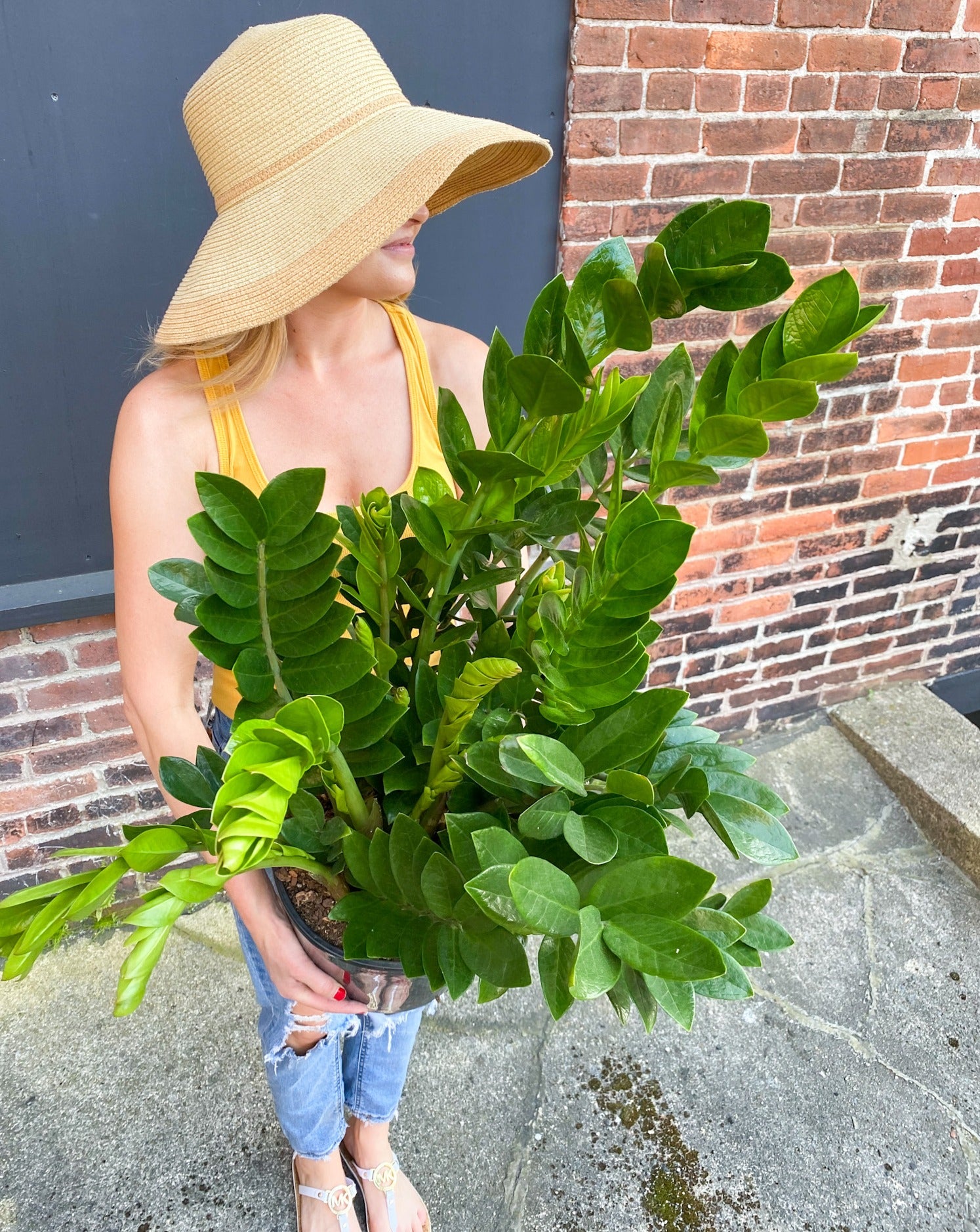ZZ Plant (10") woman holding with sun hat