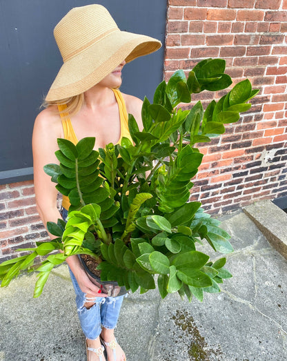 ZZ Plant (10") woman holding with sun hat