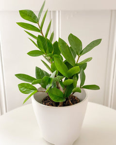ZZ Plant (4" in) shown in white pot