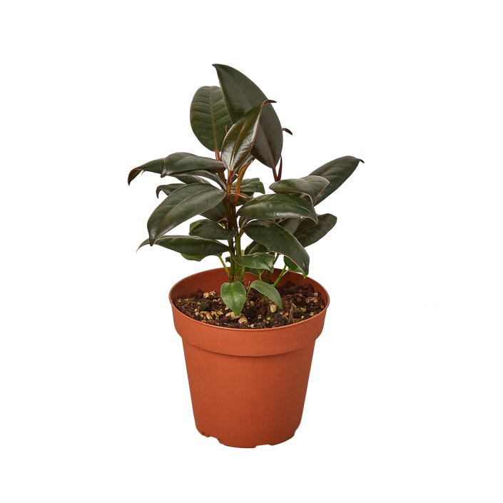 Rubber Tree Plant