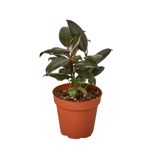 Rubber Tree Plant