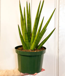 Bob" Sansevieria Snake Plant in hand in green plastic container