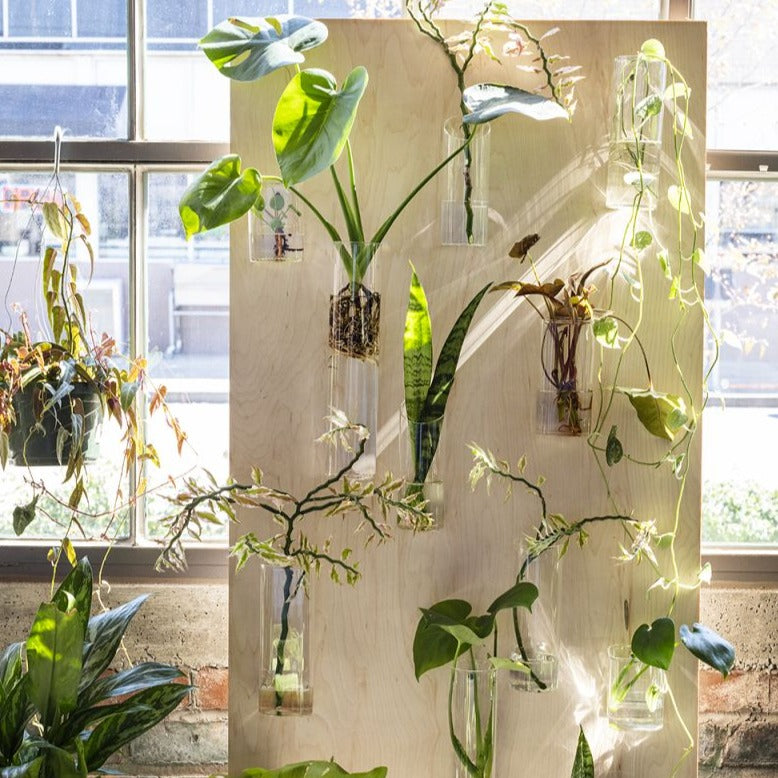 wall of glass hanging vases with plants propagating 