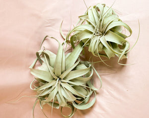 Air Plants (Tillandsia Xerographica)