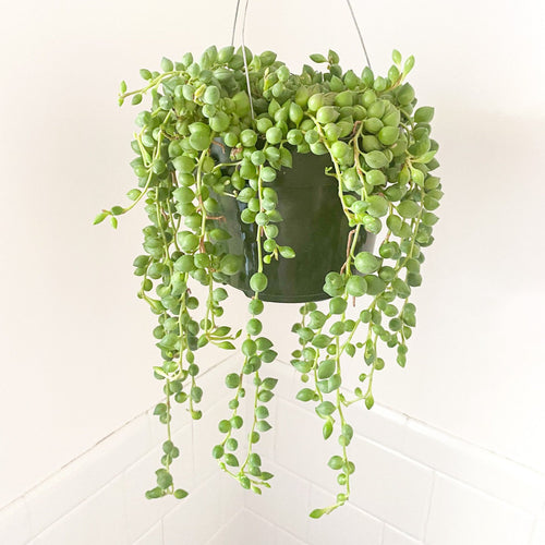 String of Pearls 