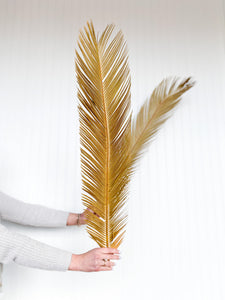 Dry Palm Fan