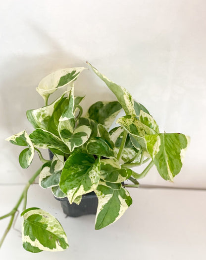 Pearls & Jade Pothos