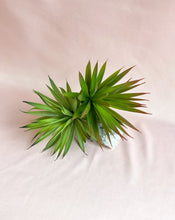 Load image into Gallery viewer, Faux Airplant

