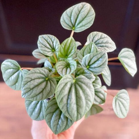 Ripple Peperomia