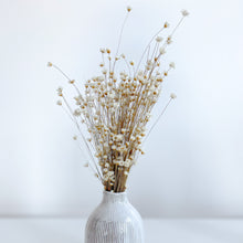 Load image into Gallery viewer, White Preserved Daisys in white vase 
