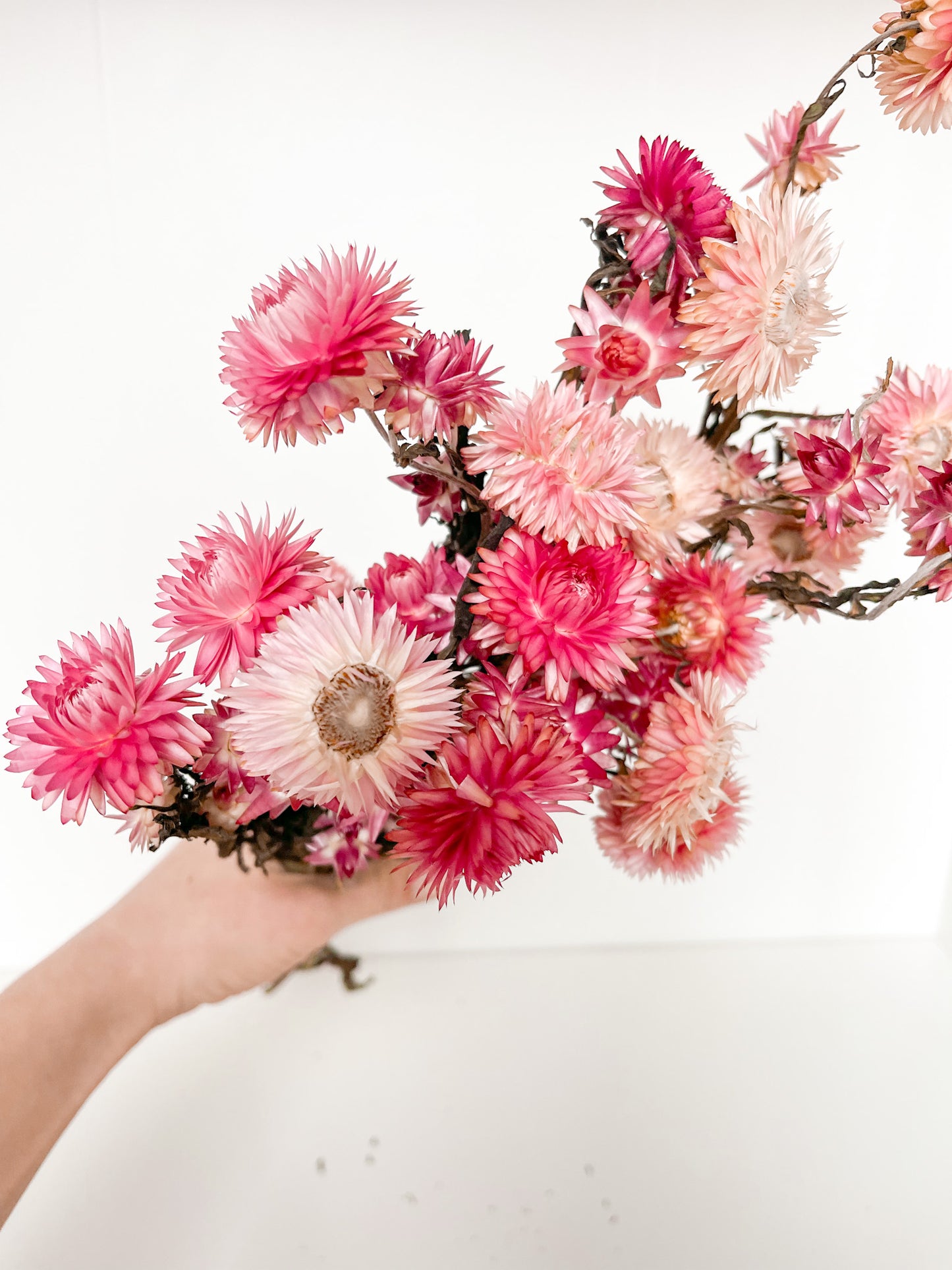 Straw Flower (Helichrysum)