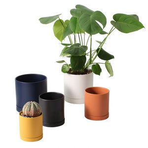 colorful pots with a monstera in one