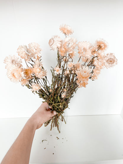 Straw Flower (Helichrysum)
