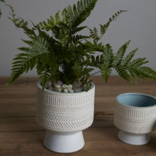 Load image into Gallery viewer, Umbra footed Pot shown with plant and multiple dashed patterns
