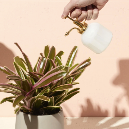 White Glass mister, misting plant