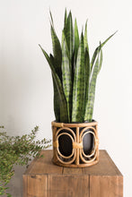 Load image into Gallery viewer, Boca Pot with Snake Plant
