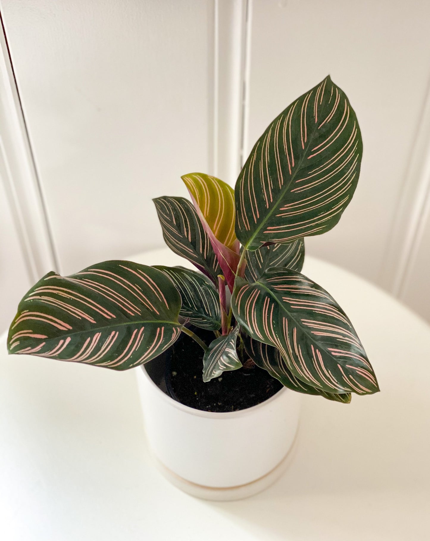 Calathea Ornata