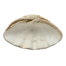 Load image into Gallery viewer, Magnesia Clam Shell Décor
