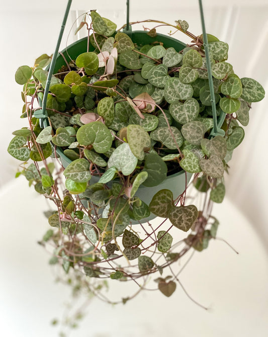 String Of Hearts