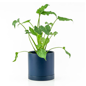 Romey Pot in Navy shown with growing plant